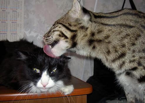 LOL英雄联盟投注-从华沙到温哥华，当波兰铁骑终结非洲雄鹰，卡瓦哈尔在英超赛道完成终极超车